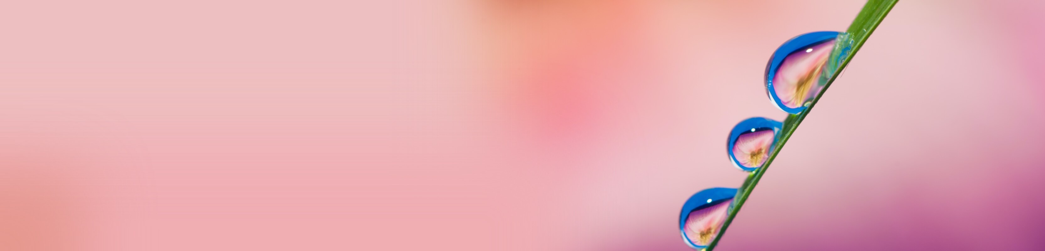 Corporate Governance