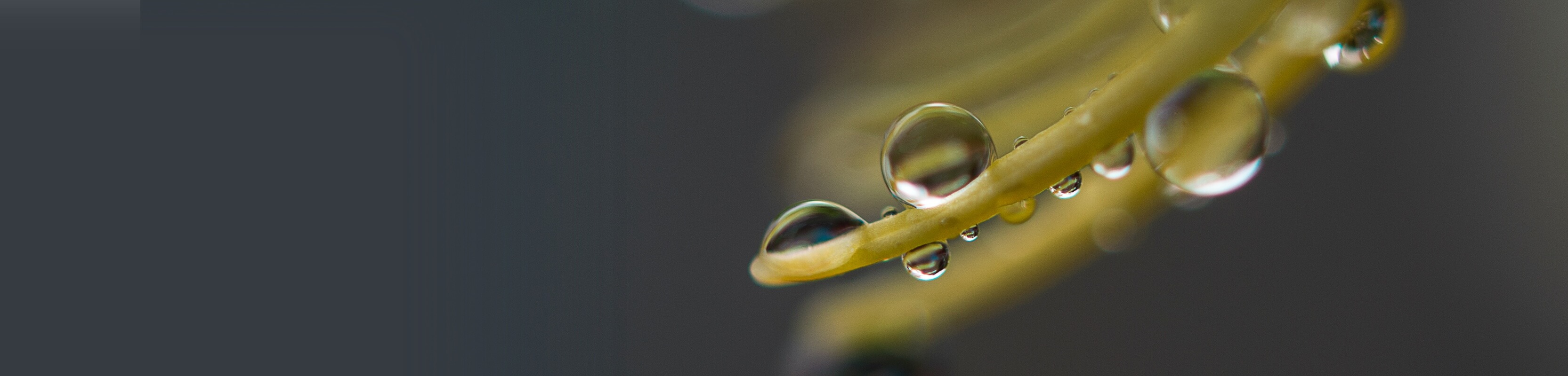 Annual General Meeting